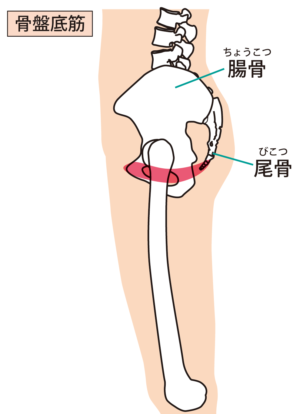 骨盤底筋の位置